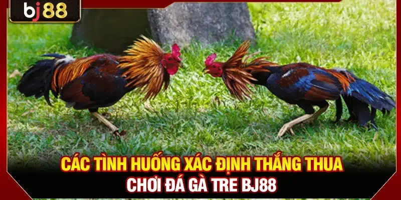 Đá Gà Tre BJ88 - Trực Tiếp Mọi Trận Kê Chiến Kịch Tính 3 Các tình huống xác định thắng thua chơi đá gà tre BJ88