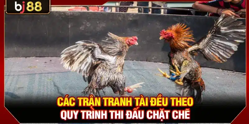 Đá Gà CP2 BJ88 - Đấu Trường Thomo Chuyên Nghiệp, Hấp Dẫn 3 Các trận tranh tài đều theo quy trình thi đấu chặt chẽ