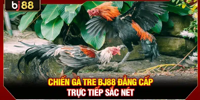 Đá Gà Tre BJ88 - Trực Tiếp Mọi Trận Kê Chiến Kịch Tính 2 Chiến gà tre BJ88 đẳng cấp trực tiếp sắc nét