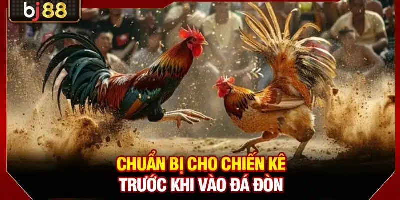 Đá Gà Đòn BJ88 - Nơi Những Chiến Kê Huyền Thoại So Tài 3 Chuẩn bị cho chiến kê trước khi vào đá đòn