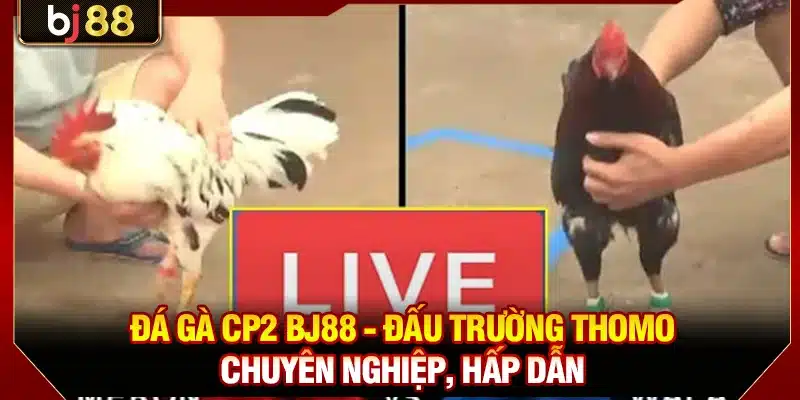 Đá Gà CP2 BJ88 - Đấu Trường Thomo Chuyên Nghiệp, Hấp Dẫn 1 Đá Gà CPc2 BJ88