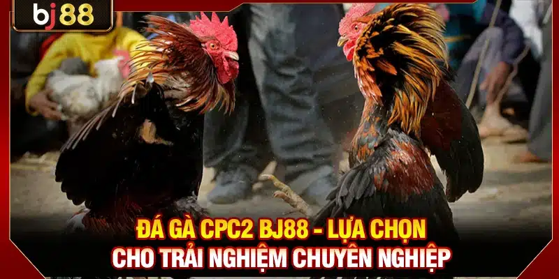 Đá Gà CP2 BJ88 - Đấu Trường Thomo Chuyên Nghiệp, Hấp Dẫn 2 Đá gà CPC2 BJ88 - Lựa chọn cho trải nghiệm chuyên nghiệp