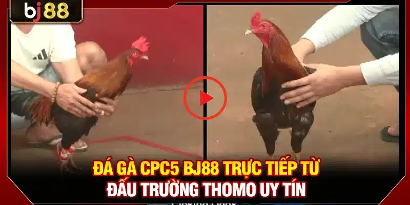 Trực Tiếp Đá Gà CPC5 BJ88 FULL HD Kịch Tính Nảy Lửa Mỗi Ngày 2 Đá gà CPC5 BJ88 trực tiếp từ đấu trường Thomo uy tín