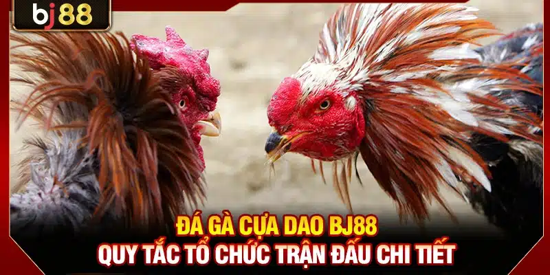 Đá Gà Cựa Dao BJ88 - Quy Tắc Tổ Chức Trận Đấu Chi Tiết 1 Đá Gà Cựa Dao BJ88