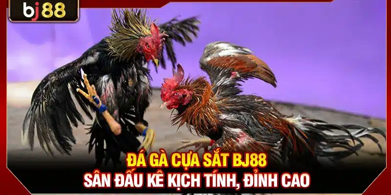 Đá Gà Cựa Sắt BJ88 - Sân Đấu Kê Kịch Tính, Đỉnh Cao 1 Đá Gà Cựa Sắt BJ88