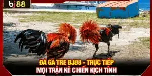 Đá Gà Tre BJ88