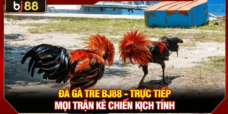 Đá Gà Tre BJ88 - Trực Tiếp Mọi Trận Kê Chiến Kịch Tính 1 Đá Gà Tre BJ88