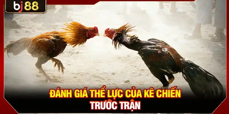 Đá Gà Tre BJ88 - Trực Tiếp Mọi Trận Kê Chiến Kịch Tính 4 Đánh giá thể lực của kê chiến trước trận