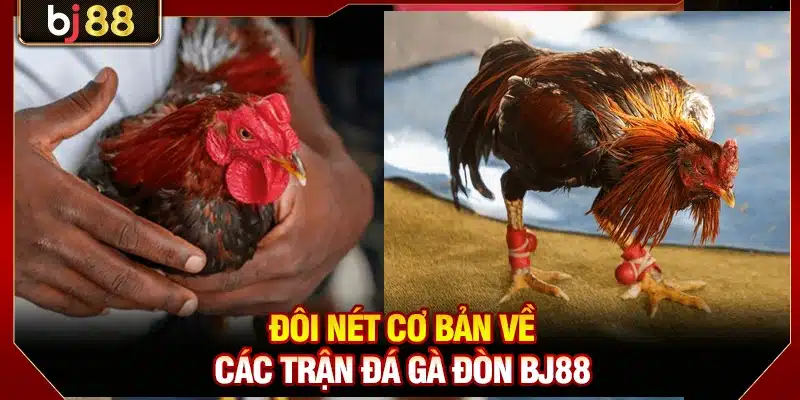 Đá Gà Đòn BJ88 - Nơi Những Chiến Kê Huyền Thoại So Tài 2 Đôi nét cơ bản về các trận đá gà đòn BJ88
