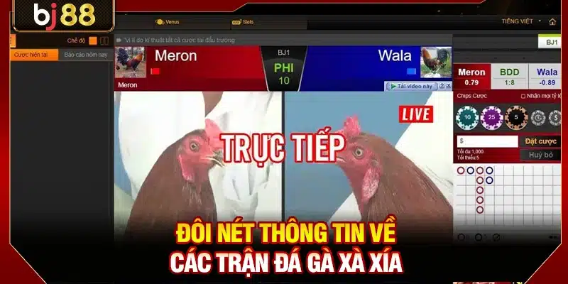 Tìm Hiểu Giải Đá Gà Xà Xía BJ88 Cực Hot Hiện Nay 2 Đôi nét thông tin về các trận đá gà Xà Xía
