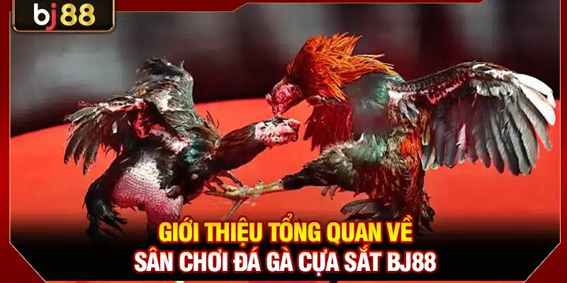 Đá Gà Cựa Sắt BJ88 - Sân Đấu Kê Kịch Tính, Đỉnh Cao 2 Giới thiệu tổng quan về sân chơi đá gà cựa sắt BJ88