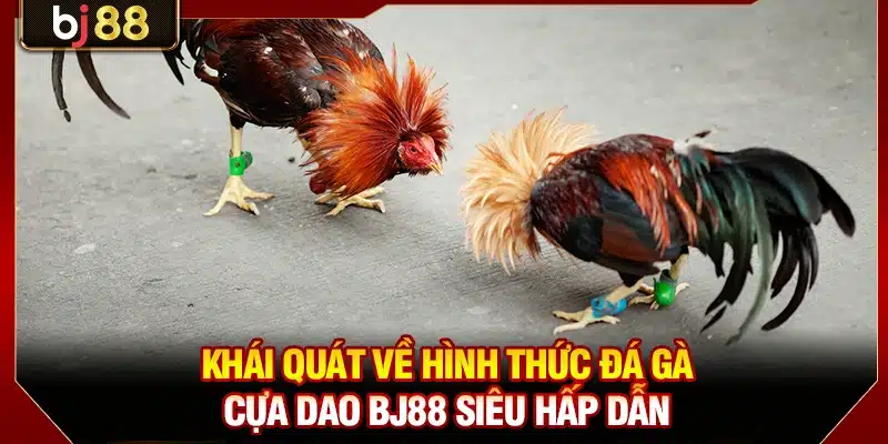 Đá Gà Cựa Dao BJ88 - Quy Tắc Tổ Chức Trận Đấu Chi Tiết 2 Khái quát về hình thức đá gà cựa dao BJ88 siêu hấp dẫn