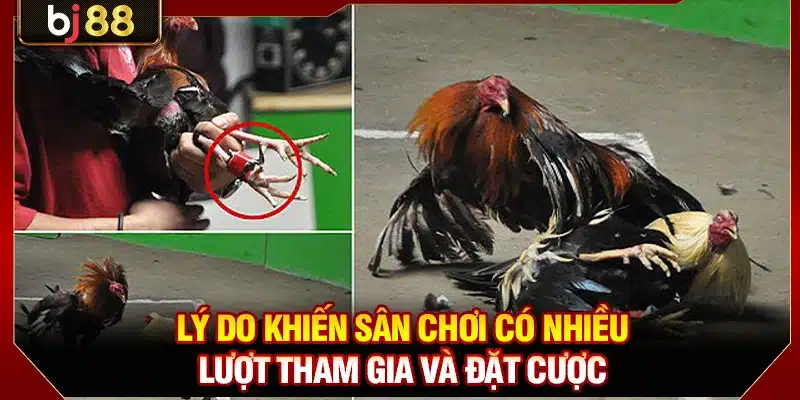 Đá Gà Cựa Sắt BJ88 - Sân Đấu Kê Kịch Tính, Đỉnh Cao 3 Lý do khiến sân chơi có nhiều lượt tham gia và đặt cược