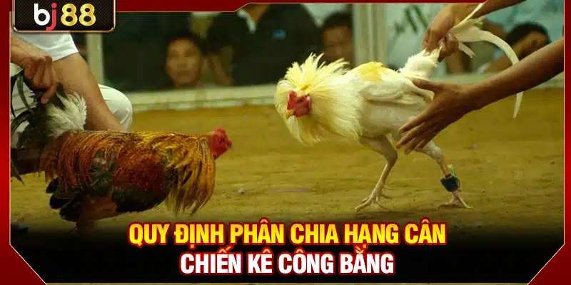 Đá Gà CPC3 BJ88 - Giải Chọi Kê Kịch Tính Nhất 2026 4 Quy định phân chia hạng cân chiến kê công bằng