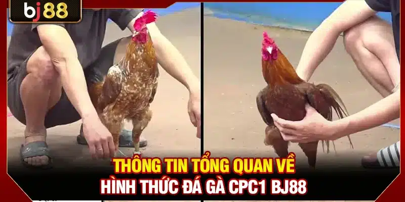 Đá Gà CPC1 BJ88 - Luật Chơi Chi Tiết Và Mẹo Cược Đỉnh Cao 2 Thông tin tổng quan về hình thức đá gà CPC1 BJ88