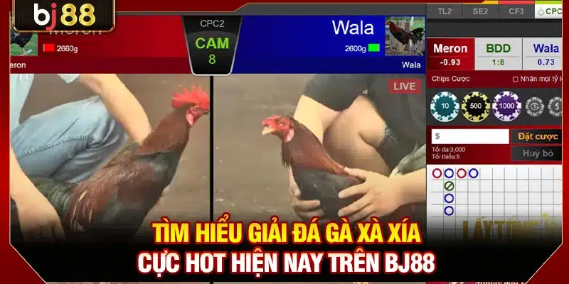 Tìm Hiểu Giải Đá Gà Xà Xía BJ88 Cực Hot Hiện Nay 1 Đá Gà Xà Xía