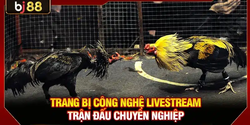 Tìm Hiểu Giải Đá Gà Xà Xía BJ88 Cực Hot Hiện Nay 3 Trang bị công nghệ livestream trận đấu chuyên nghiệp