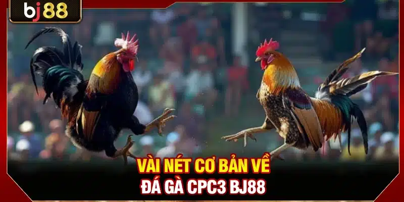Đá Gà CPC3 BJ88 - Giải Chọi Kê Kịch Tính Nhất 2026 2 Vài nét cơ bản về đá gà CPC3 BJ88